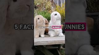 5 Bunny Facts that will blow your mind 