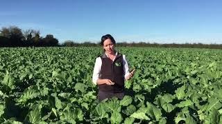 Tips & Advice Brassica Crop