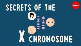 Secrets of the X chromosome - Robin Ball