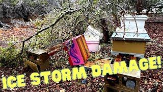 A Tree KNOCKED OVER my BEE HIVES!! Texas Winter Storm 2023