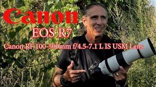 Canon EOS R7 with the Canon RF 100-500mm f/4.5-7.1 L IS USM Lens - it is super sharp!!!