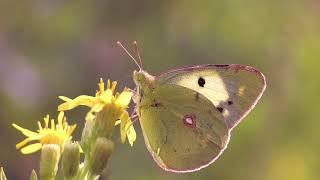 Corfu Butterfly Conservation