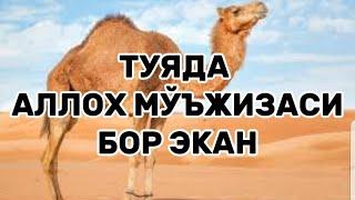 ТУЯДА АЛЛОҲ МЎЬЖИЗАСИ БОР (Фозил Қори Хазрат)