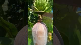 Amazing banana flower cutting #farming #cuttingskills#shorts #satisfying #amazing #viral #shortsfeed