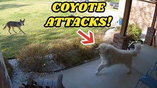 GIANT GUARD DOG CHASES COYOTE AWAY AFTER ATTACK CAUGHT ON GOOGLE NEST CAM