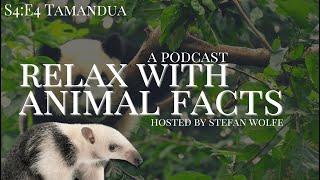 Tamandua | Relax With Animal Facts Podcast