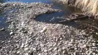 HOW TO FIND GOLD!!!! IN A GRAVEL BAR!!!