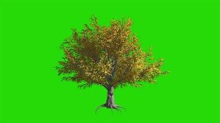 Green screen tree effects