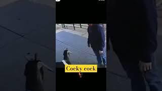 cocky cock ..