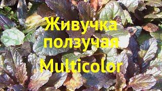 Живучка ползучая Мультиколор. Краткий обзор, описание ajuga reptans multicolor Multicolor