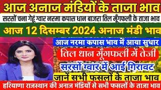 अनाज मंडी भाव| 12/12/2024 नरमा कपास में सुधार| तिल धान मूंगफली में आई तेजी| सरसों ग्वार में गिरावट,