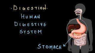 Human Digestive System| Middle School Science | Khan Academy