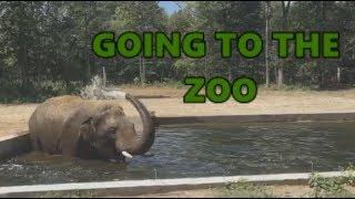 [IRL] Stream Highlights #2 - Going to the Zoo