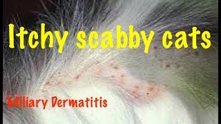 Scabby, itchy, baldy cats most likely have Miliary Dermatitis