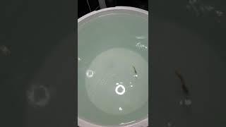 тестирование бокоплава оса (12гр) на окуня и мелкого судака