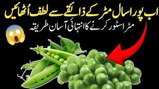 Matar Store Karne ka Tarika / How to Store Fresh Green Peas @zojaskitchenhacksofficial