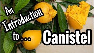 An Introduction to Canistel... including why it's called egg fruit!