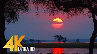 4K Wild Animals - Africa, Mana Pools National Park with Nature Sounds - 4 HRS