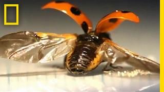 First-Ever Look at the Intricate Way Ladybugs Fold Their Wings | National Geographic