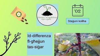 Id-differenza fl-għejjun tas-siġar