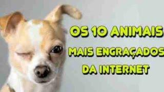 ANIMAIS MAIS ENGRAÇADOS DA INTERNET