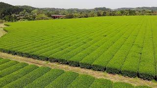 Wonderful Big Tea Farm : Farming Process and Harvesting Machines