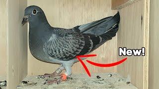 New Extreme Long Distance Racing Pigeons