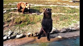 Ursus Arctos - Brown Bear