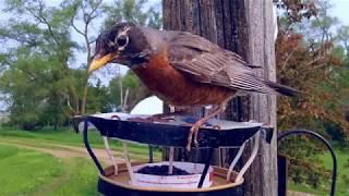 Jelly Belly Robin Problem Oriole Feeder