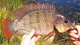 How To Catch Monster Tilapia - Bait and Lures