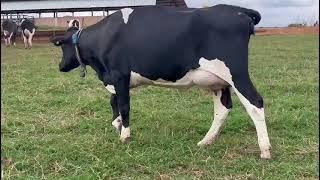 Vacas holandesas de primeira cria em lactação com 40 kg de leite por dia. Ligue (37) 9 9134-3818.