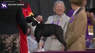 Boston Terriers | Breed Judging 2020