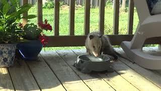 Raccoon Roundworm Something Is Wrong Skinny Thirsty Extremely Sick Possum Drinking From Water Bowl