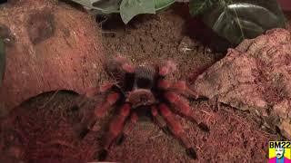 Mexican Fireleg Tarantula Update (Brachypelma boehmei)