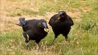 CUTE 'Kazoo' the Tasmanian Currawong fledgling with his 'Dad' Charlie