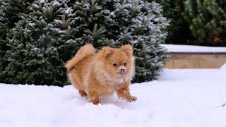 Pomeranian dog (6 month)