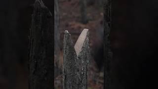 Make a Saw Vice from a Dead Tree #bushcraft #survival #survivaltips