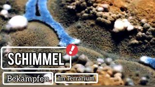 Schimmel bekämpfen im Terrarium ( Regenwaldterrarium )