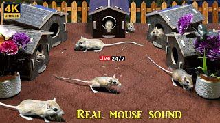 24/7 Live Cat TV Mouse chase, hide & seek in Jerry hole colony - Entertainment video for cats