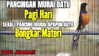 PANCINGAN PAGI HARI MURAI GACOR BONGKAR ISIAN,SEKALI PANCING AUTO EMOSI