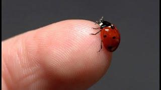 what sound does a ladybug make?