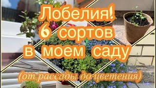  ЛОБЕЛИЯ! 6 сортов в моем саду (от рассады до цветения) ВИОЛА Русская Красавица Какая она?