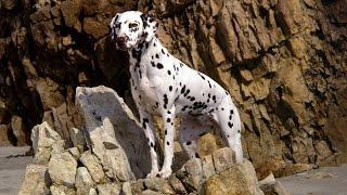 Top 10 Fastest Dog Breeds