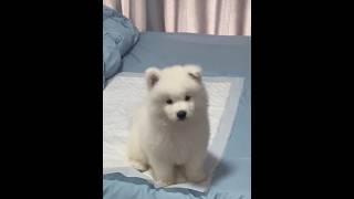 cute puppy ever #cute #puppy #shorts #viral #trending #animaltalestube