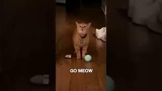 I Go Meow xD, Subscribe️