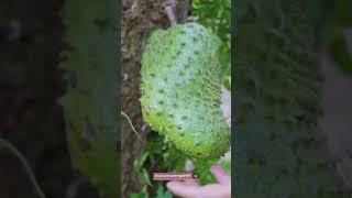 Panen buah sirsak bes #buah #sirsak #fruit #gardeningtips #garden #gardening #vlog #konten #shorts