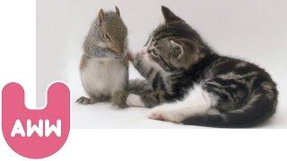 Cat Adopts Baby Squirrels