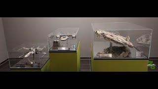 [eFX Collectibles & Master Replicas] Star Wars Starship Trinity X-Wing Millennium Falcon Y-Wing #ff