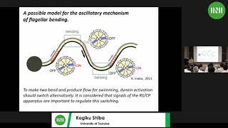 MMV | Dr. Kogiku Shiba | INI-RIMS joint seminar:  Regulatory mechanism for sperm chemotaxis and...