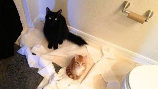 CAT LOGIC - Cole and Marmalade